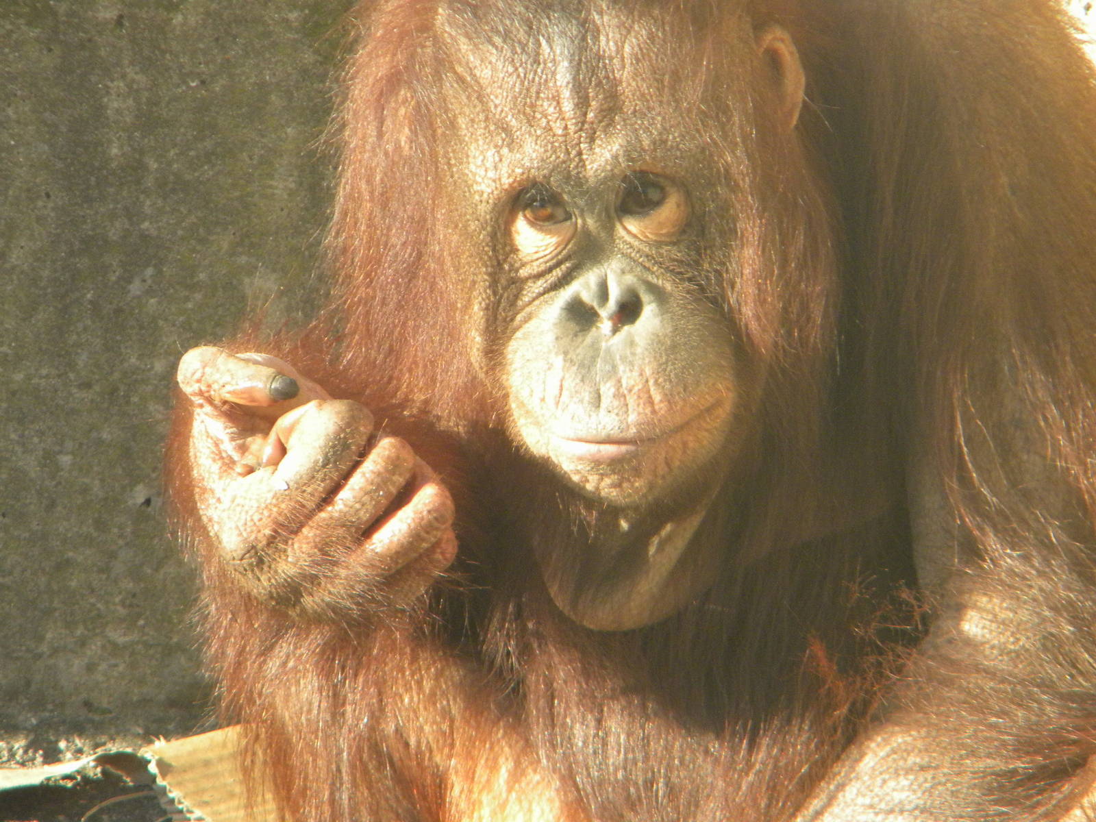Cherie The Female Bornean Orangutan