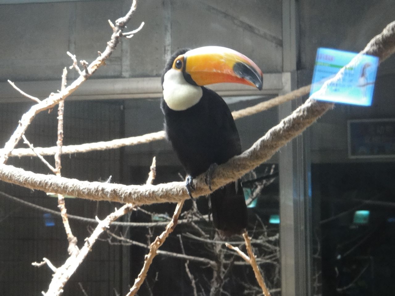 Cherish the memory of the Toco Toucan (Ramphastos toco) 2013-10-12