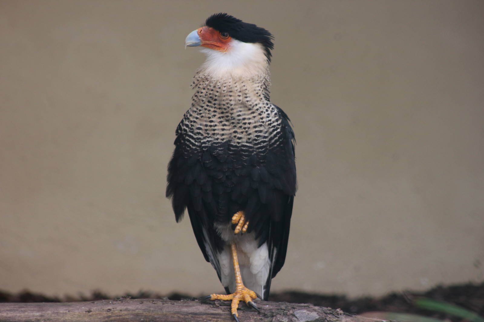 Cheriway's caracara