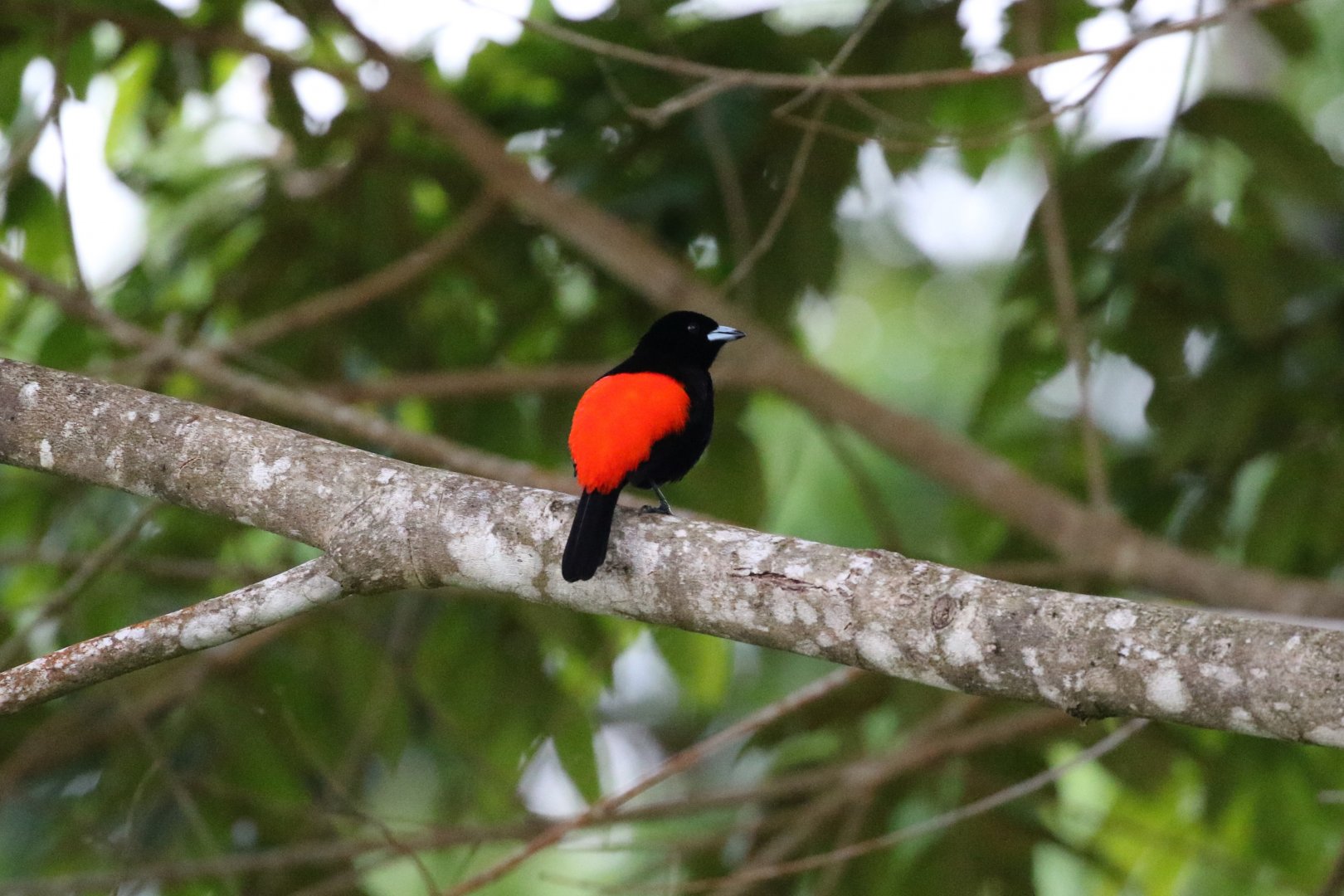 Cherrie's/ Scarlet-rumped Tanager