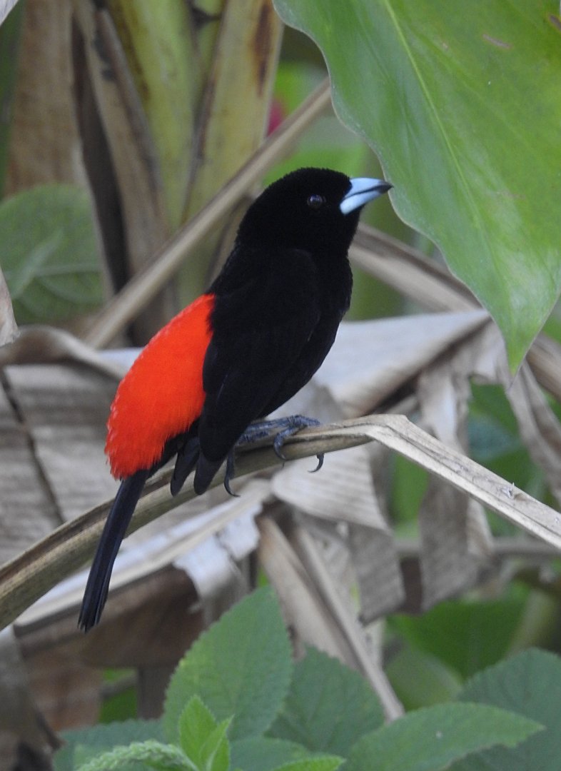 Cherrie's Tanager