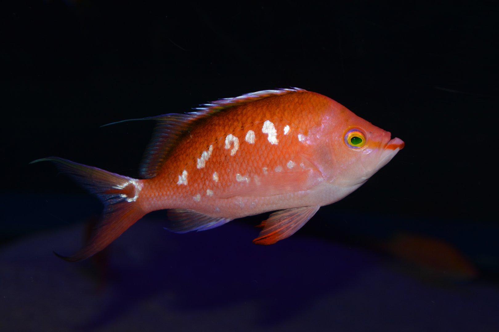 Cherry anthias (Sacura margaritacea)