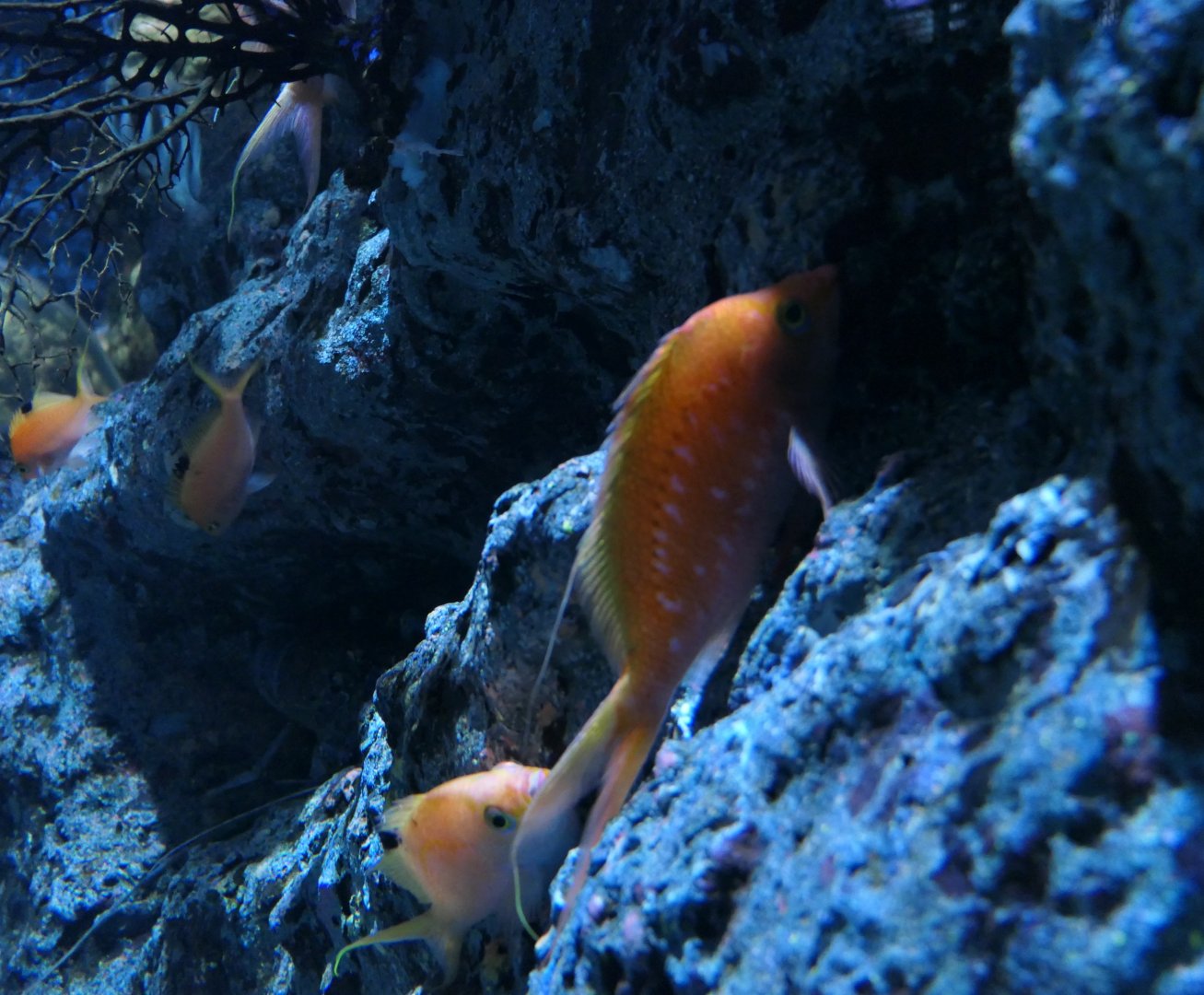 Cherry Anthias (Sacura margaritacea)