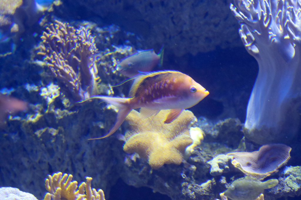 Cherry Anthias