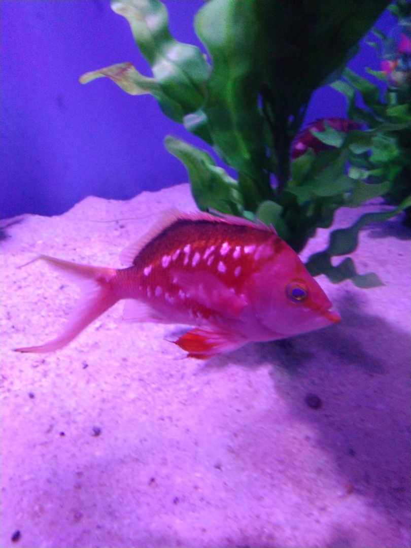 Cherry Anthias