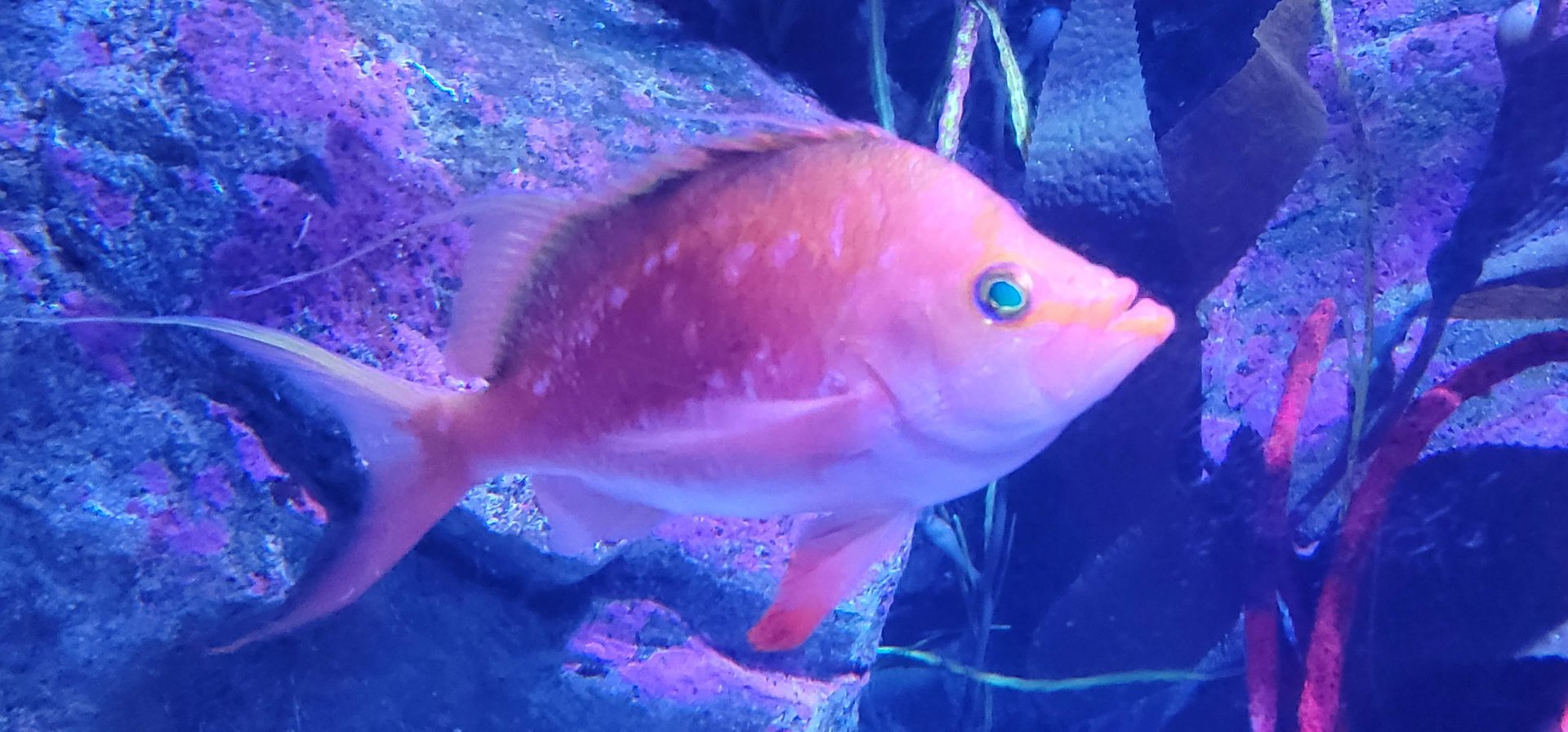 Cherry Anthias