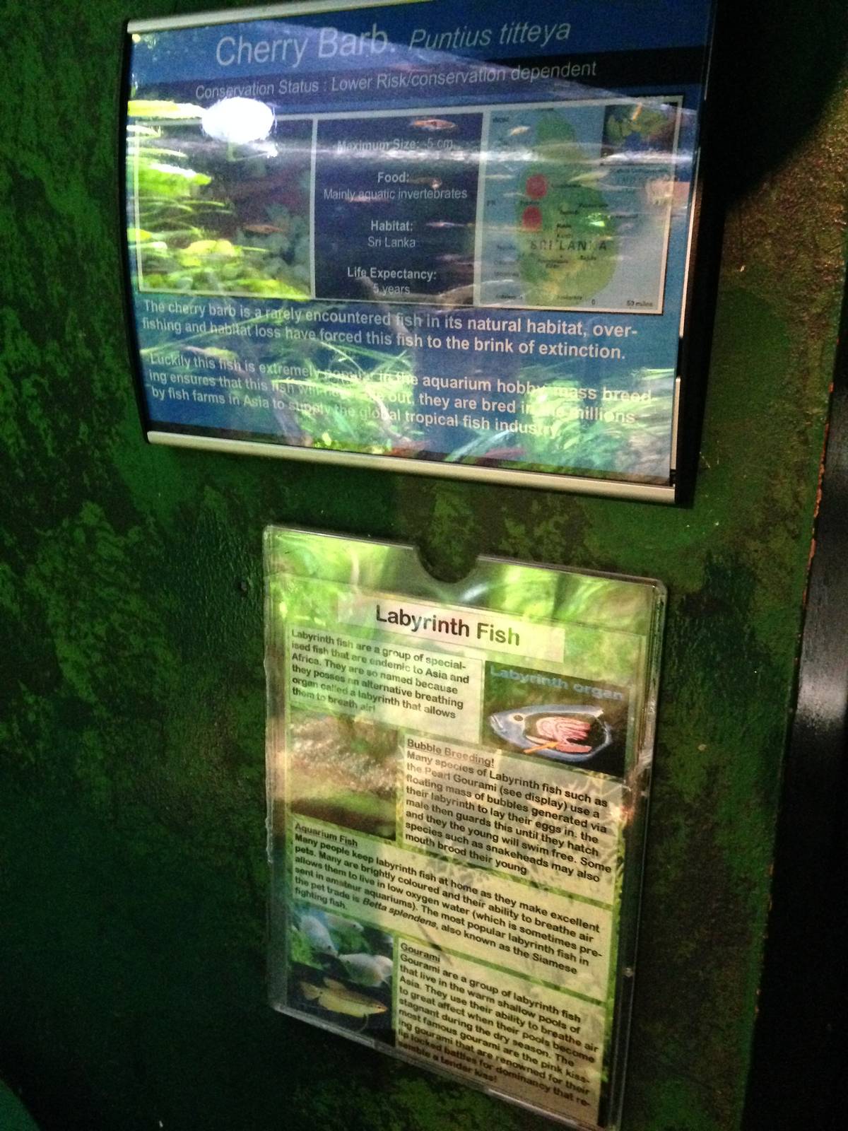 Cherry Barb and Labyrinth Fish Signage at Blue Planet Aquarium - 05/10/2013