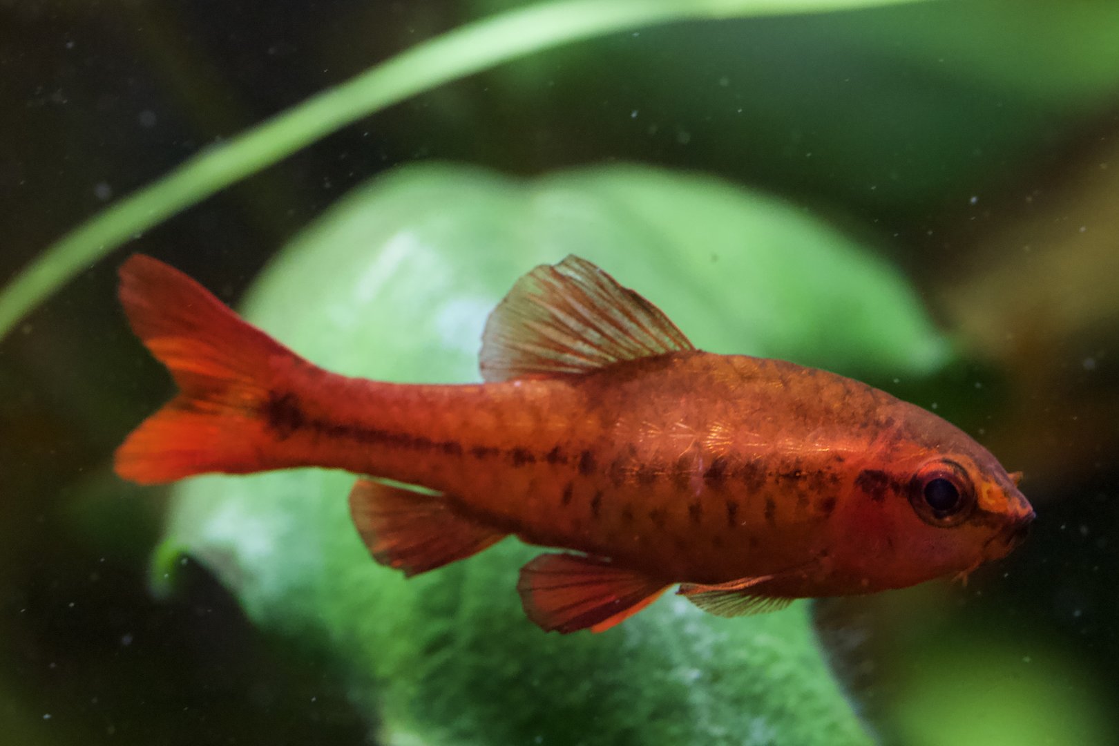 Cherry Barb/ Puntius titteya