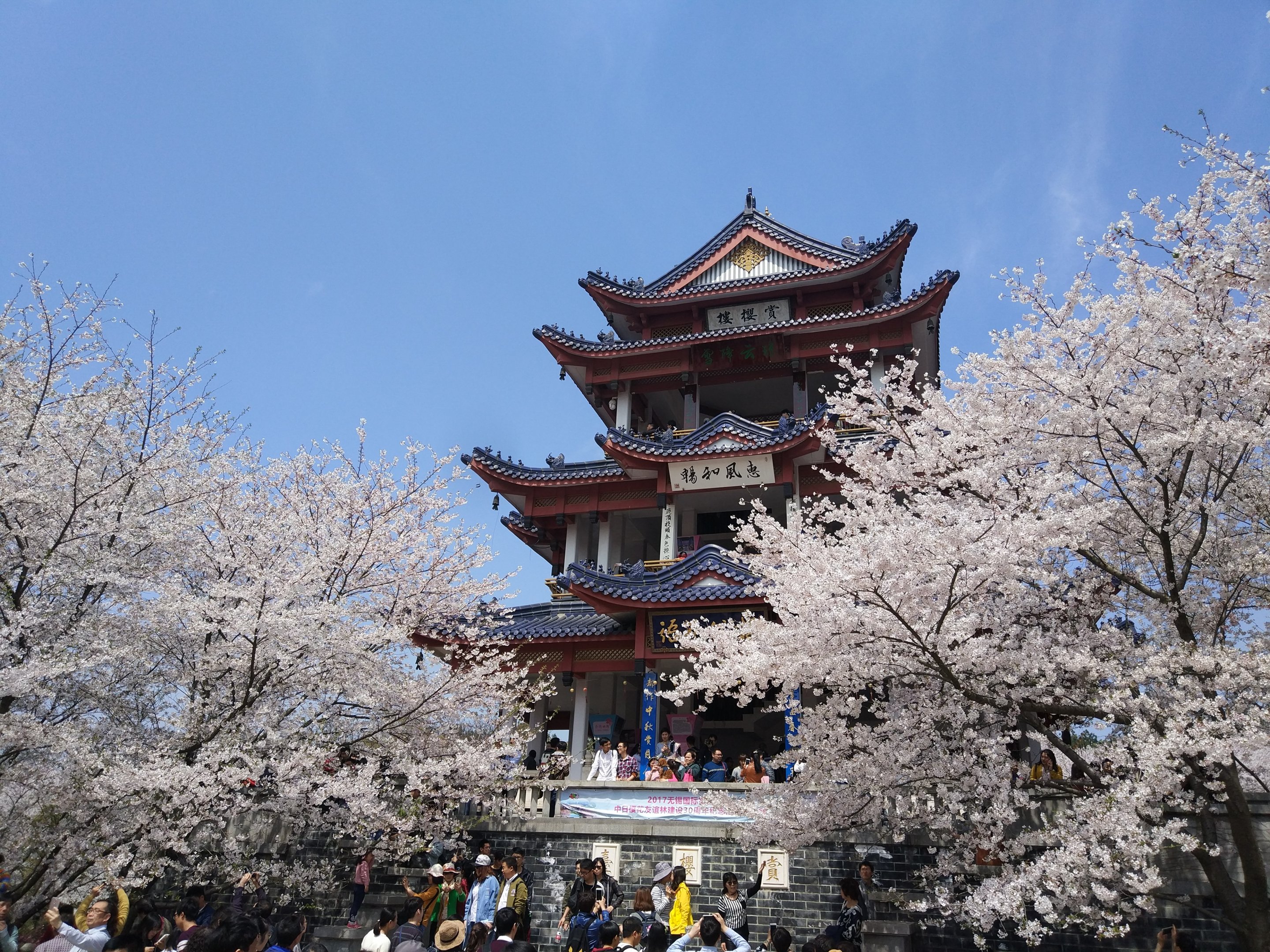 Cherry Blossom & Pagoda - Wuxi