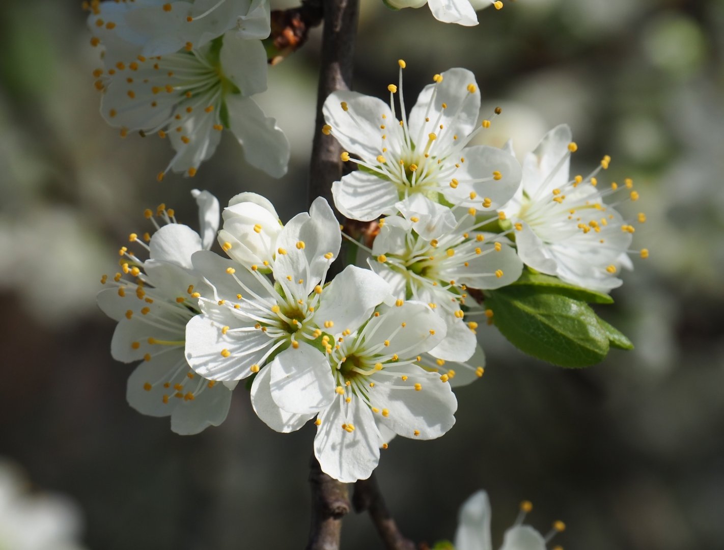Cherry blossom (Prunus species), 2019-03-30