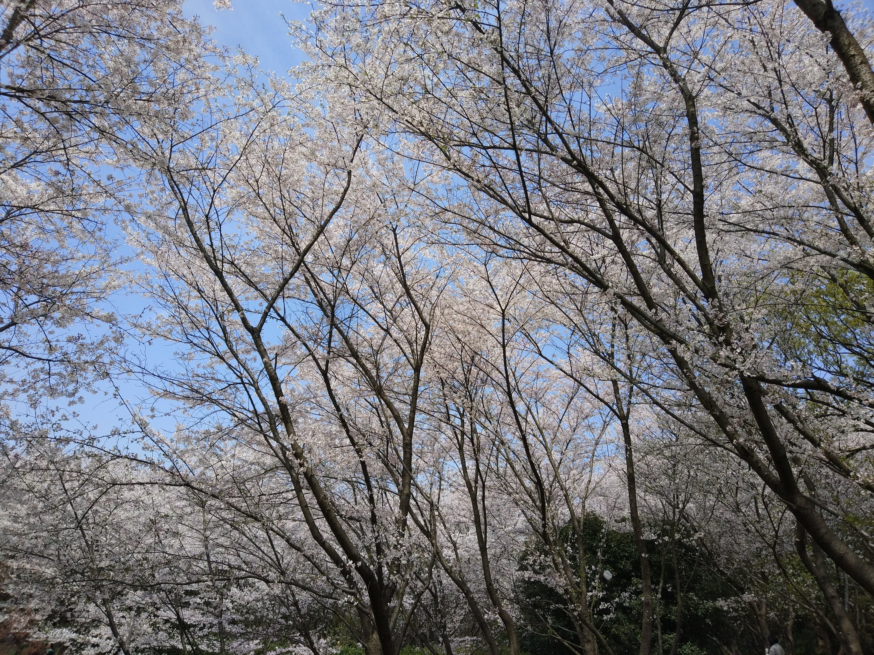 Cherry Blossom - Wuxi