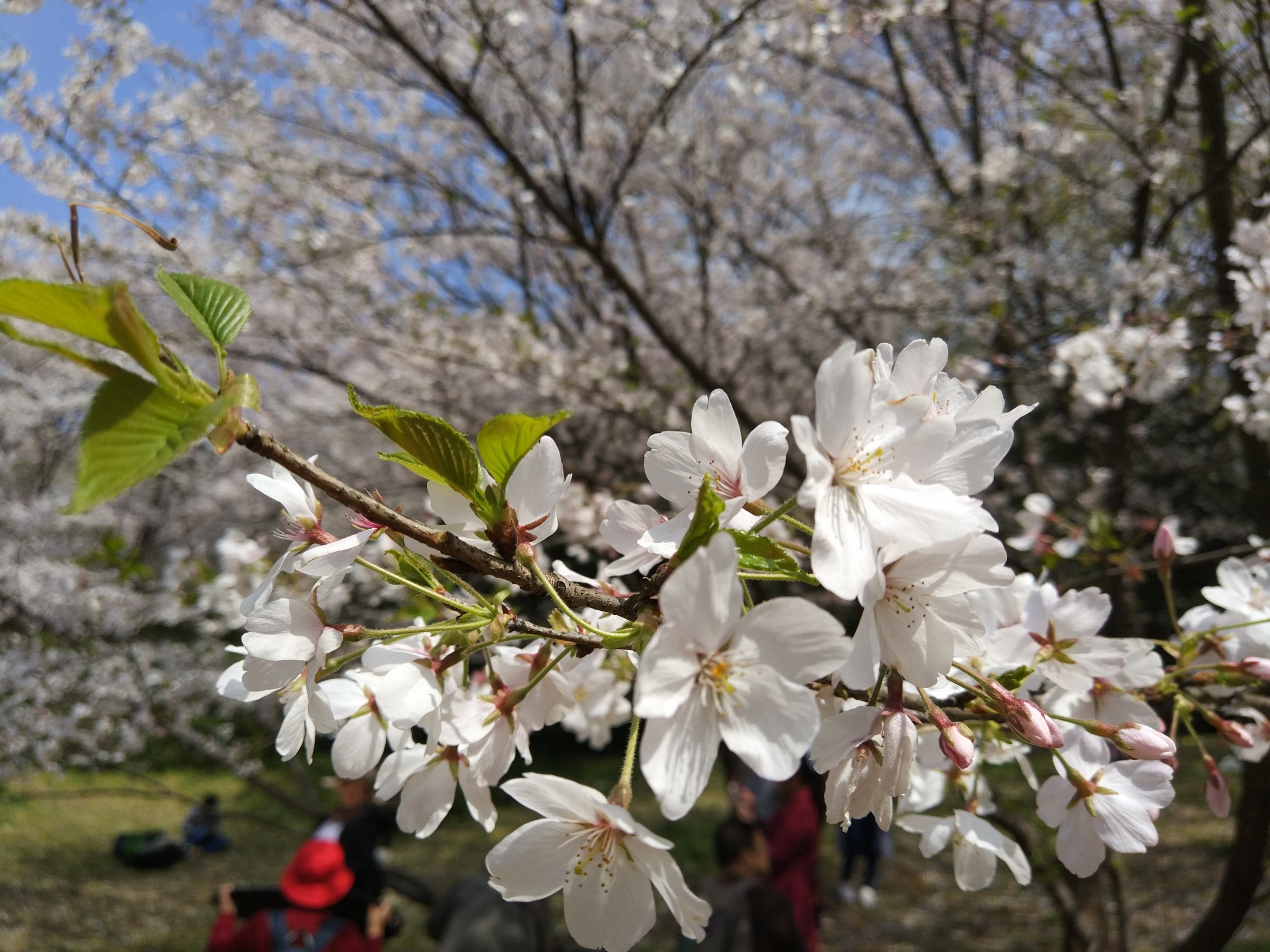 Cherry Blossom - Wuxi