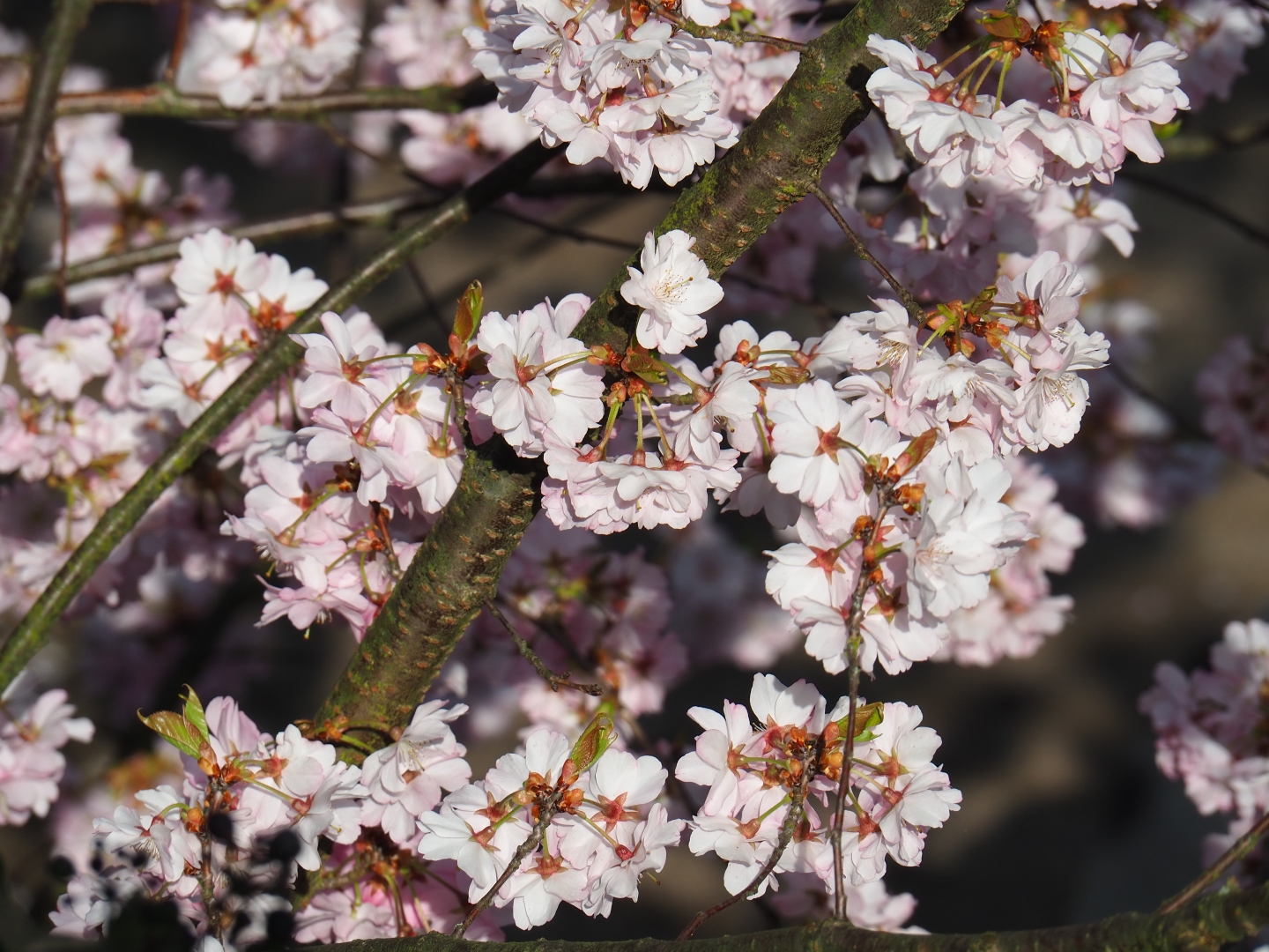 Cherry blossoms (Prunus species), 2019-03-30