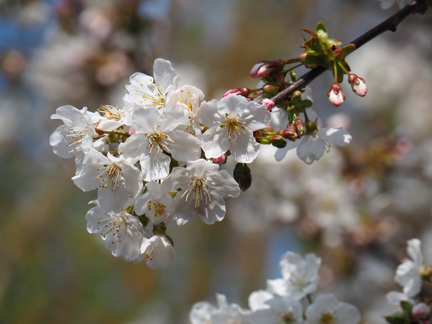 Cherry blossoms (Prunus species), 2019-04-06