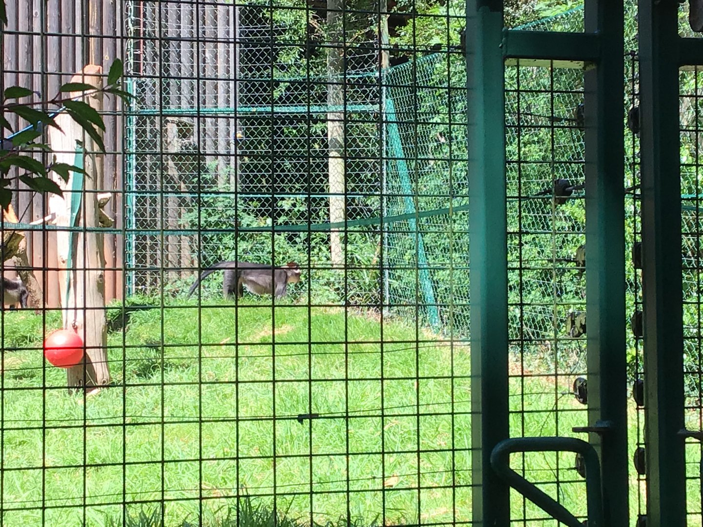 Cherry Crested Mangabey June 15th 2021