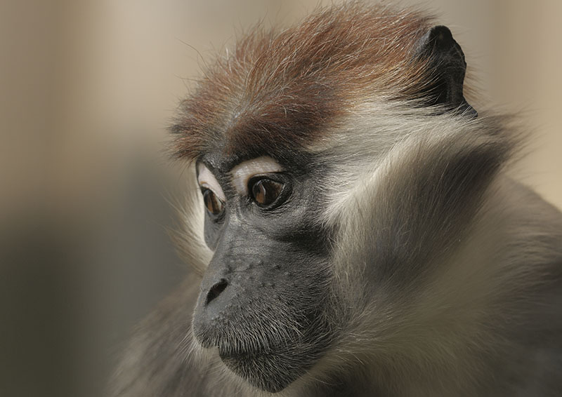 Cherry-crowned magabey