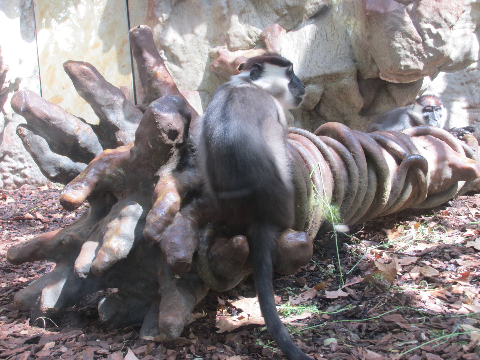 cherry crowned managebey barcelona zoo