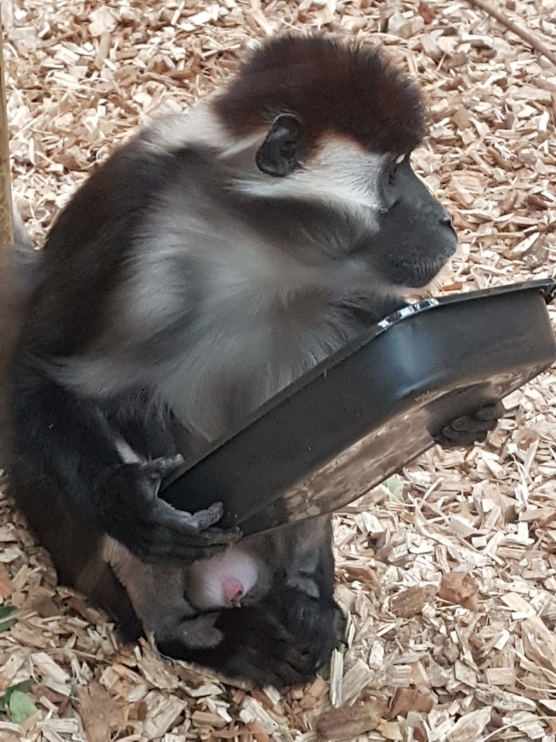 Cherry crowned mangabery