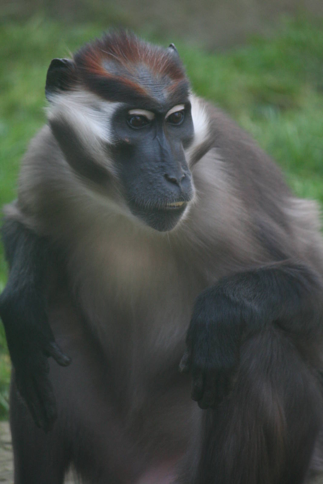 Cherry-crowned mangabey, 01/10/2011