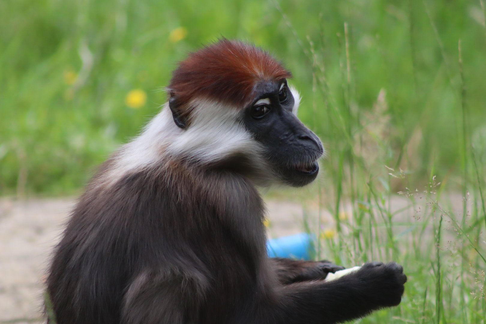 Cherry-crowned mangabey - 1 July 2021