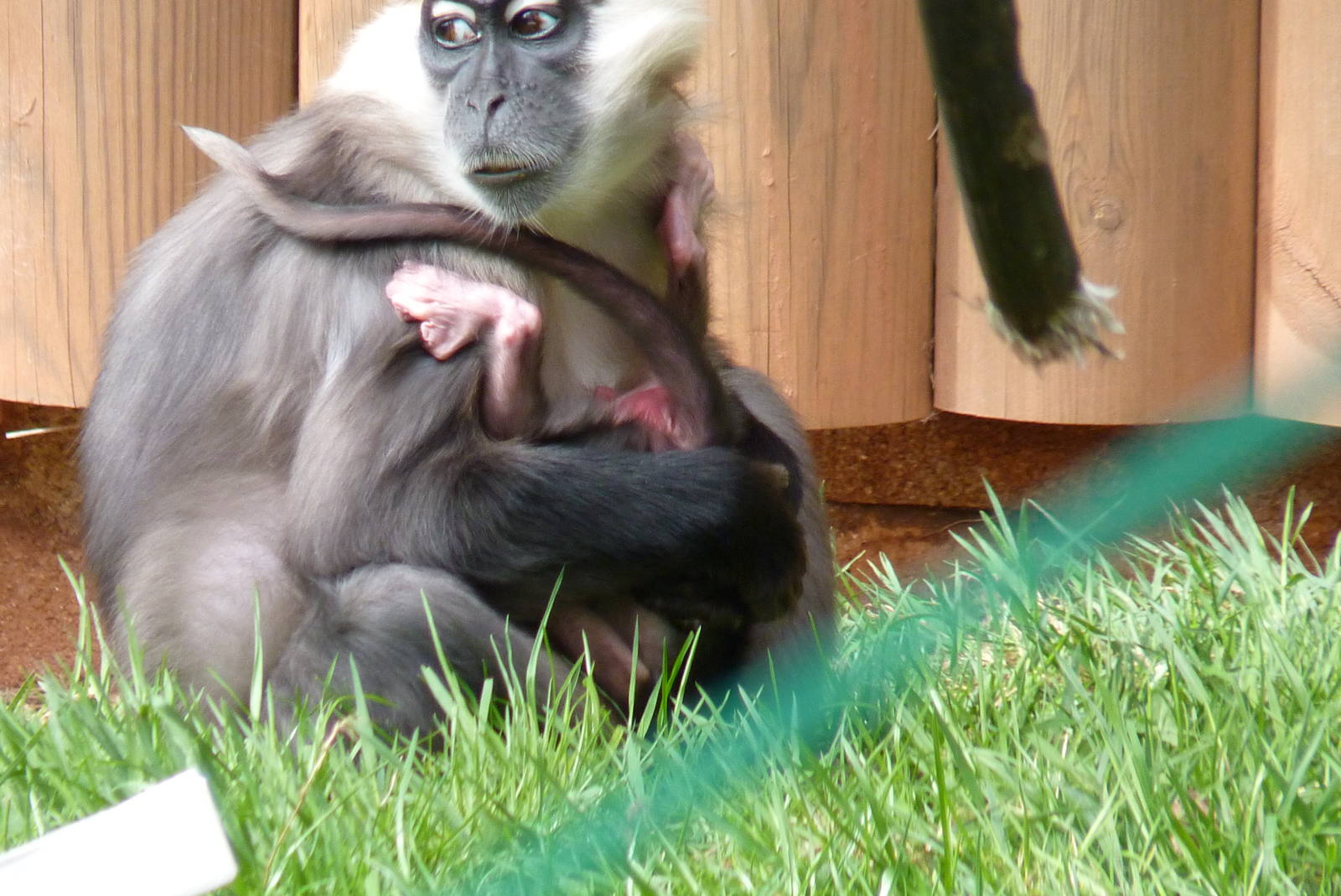 Cherry-Crowned Mangabey, 10 May 2015