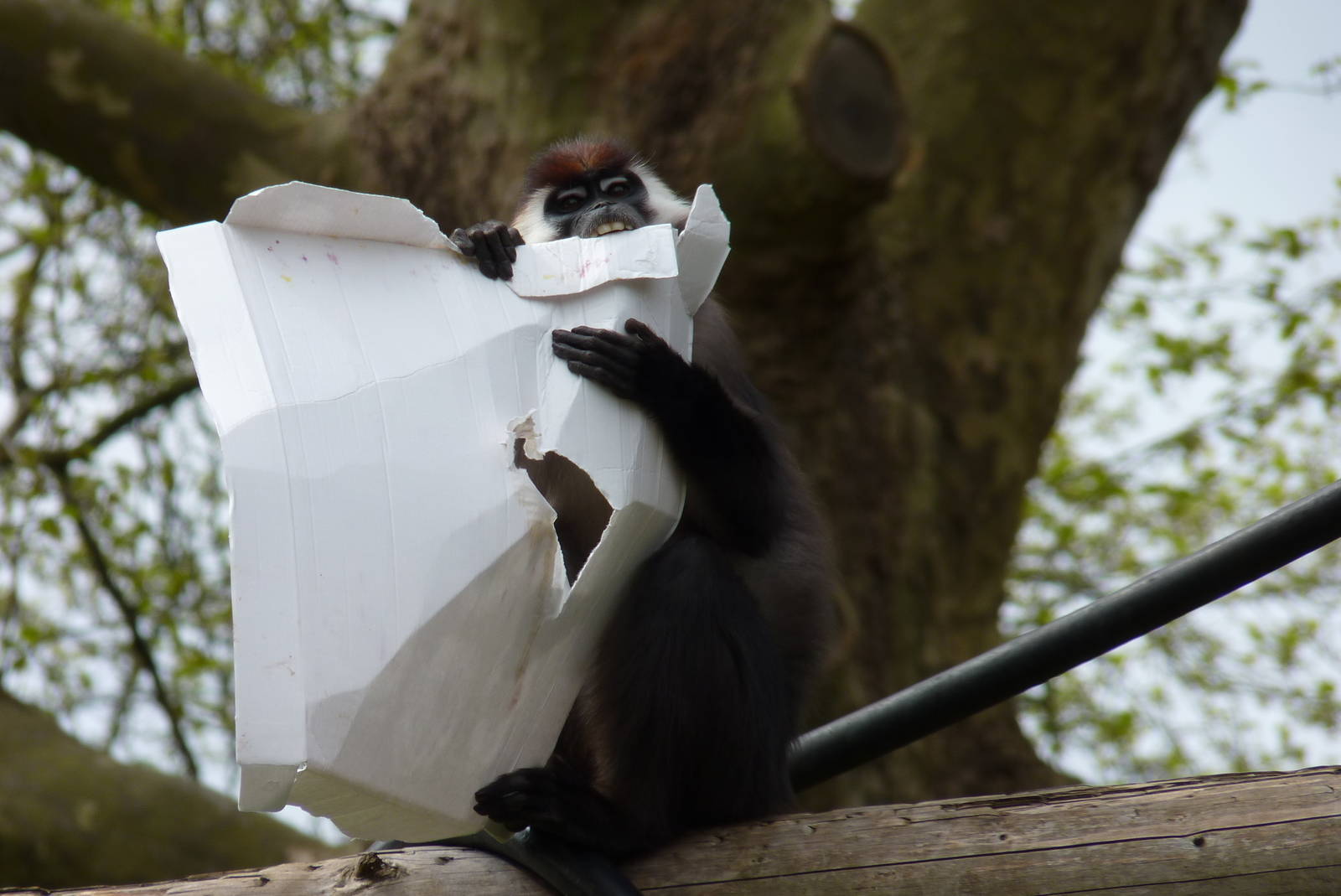 Cherry-Crowned Mangabey, 10 May 2015
