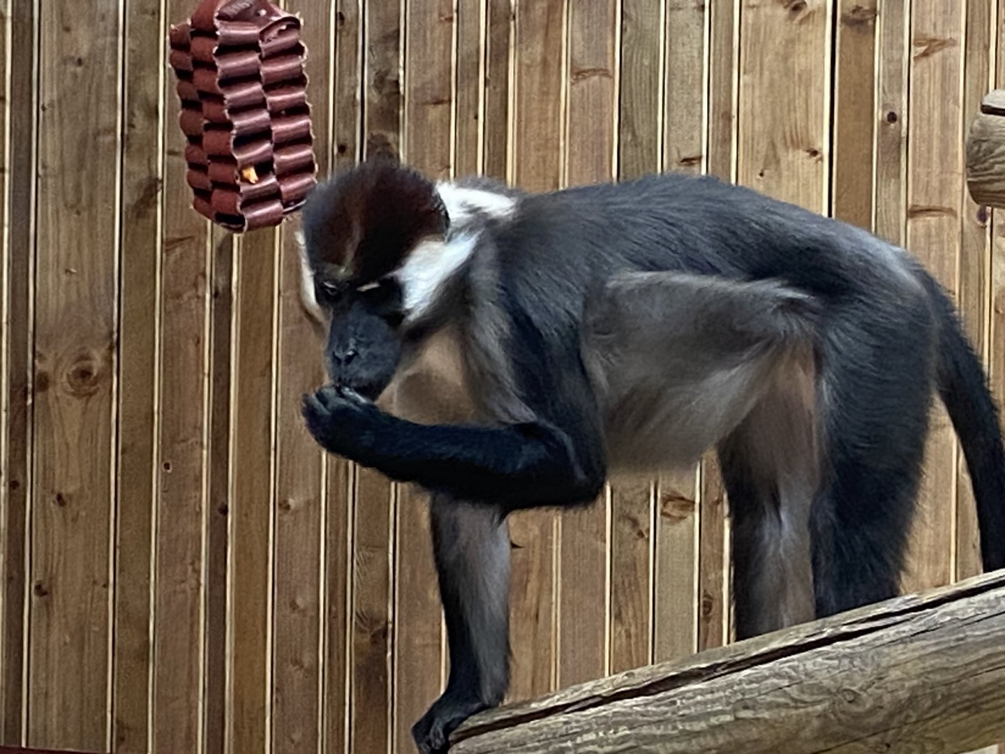Cherry-crowned mangabey 110925