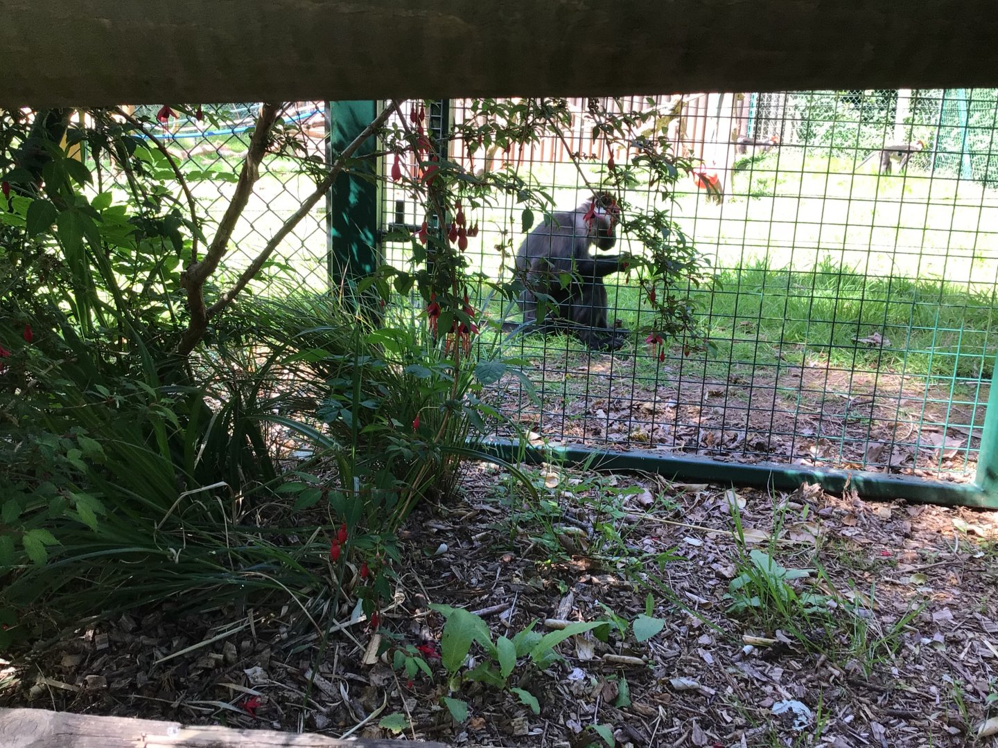 Cherry Crowned Mangabey 15th June 2021