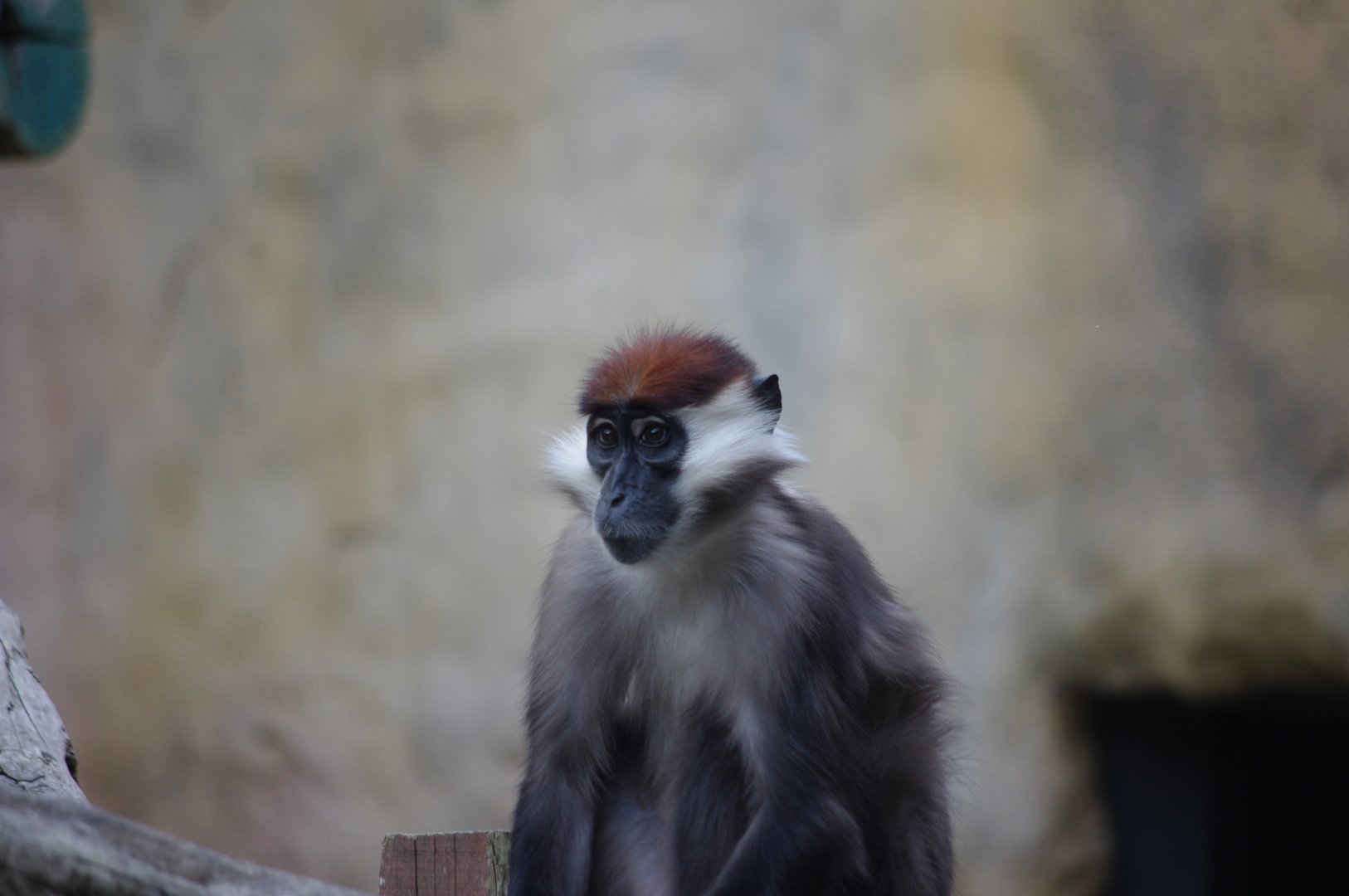Cherry Crowned Mangabey- 2/8/2024