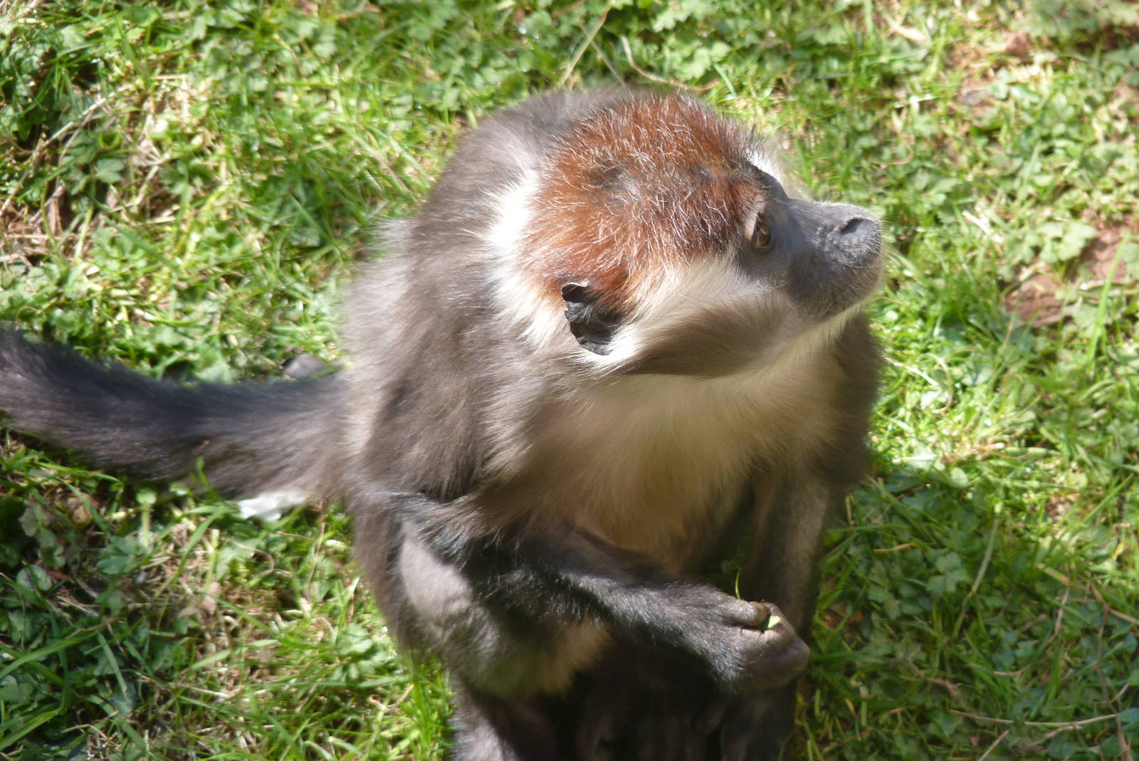 Cherry-Crowned Mangabey. 3 April 2013