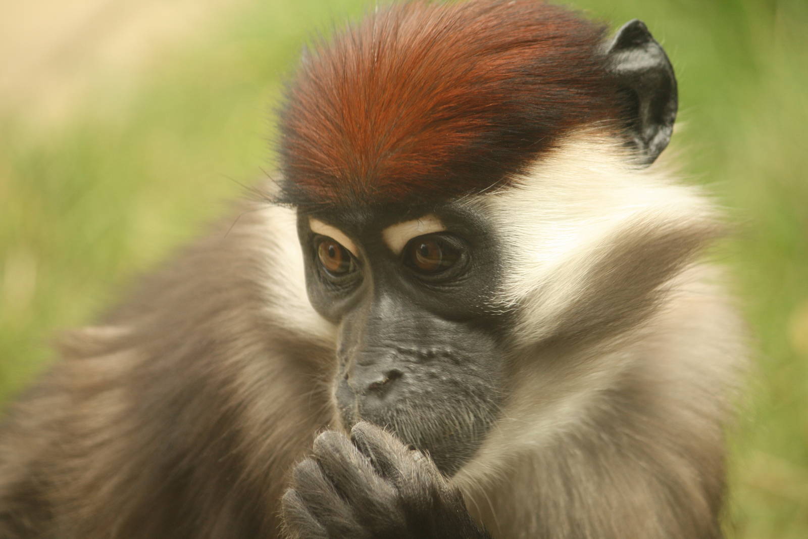 Cherry crowned mangabey - 30 July 2010