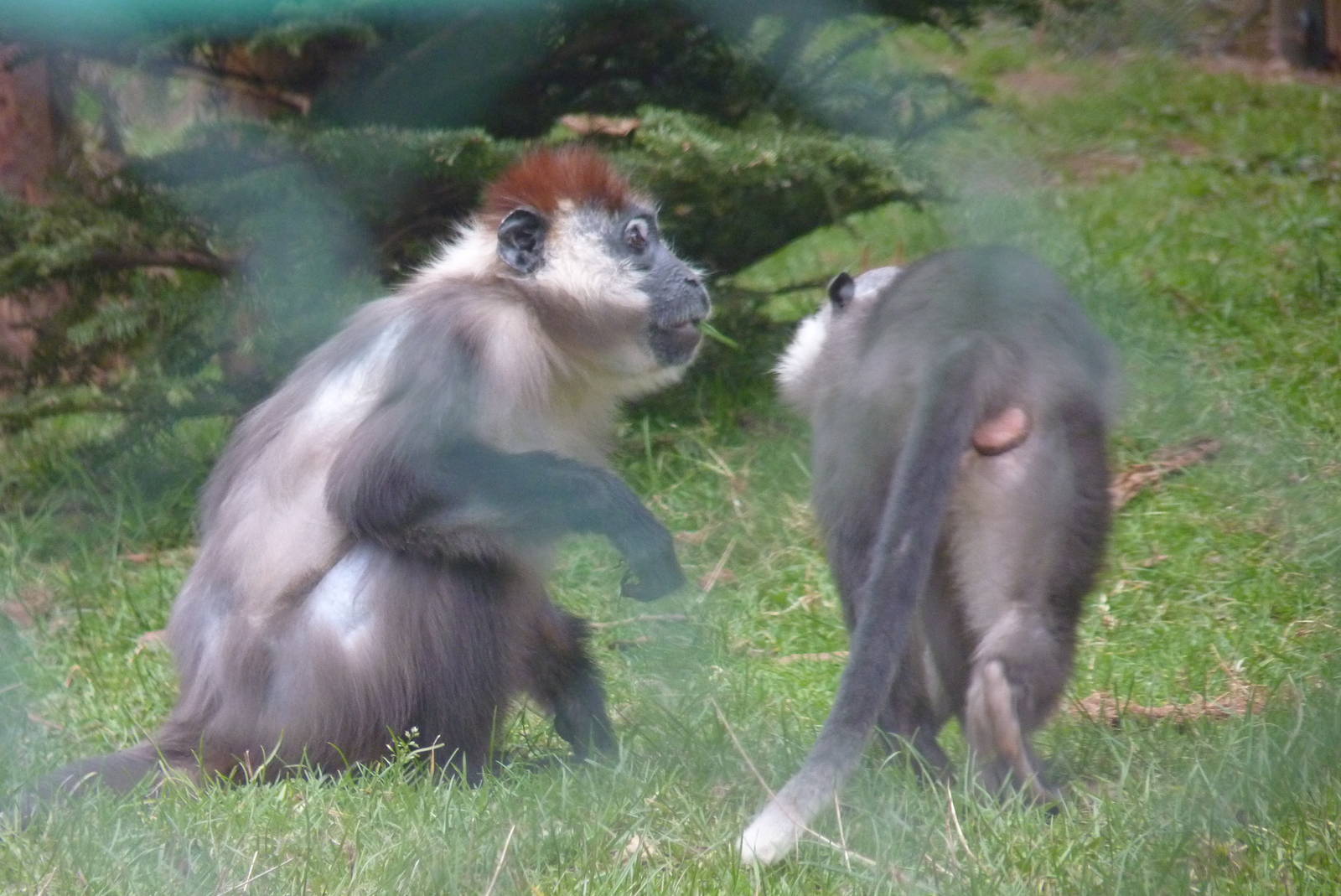 Cherry-Crowned Mangabey, 31 March 2013