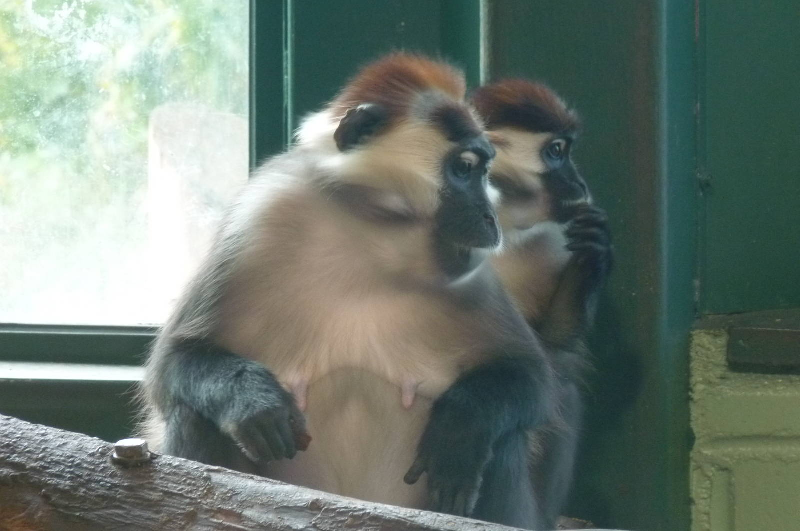 Cherry-Crowned Mangabey, 6 February 2013
