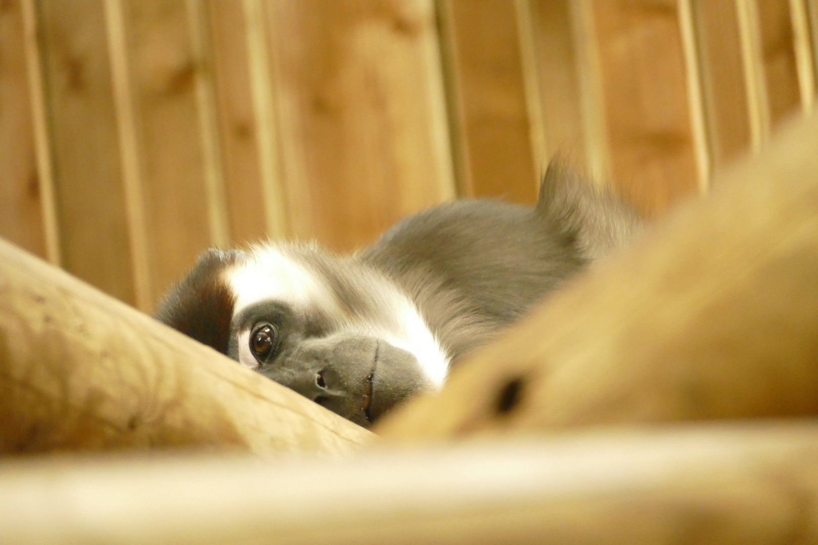 Cherry-crowned Mangabey, April 2022