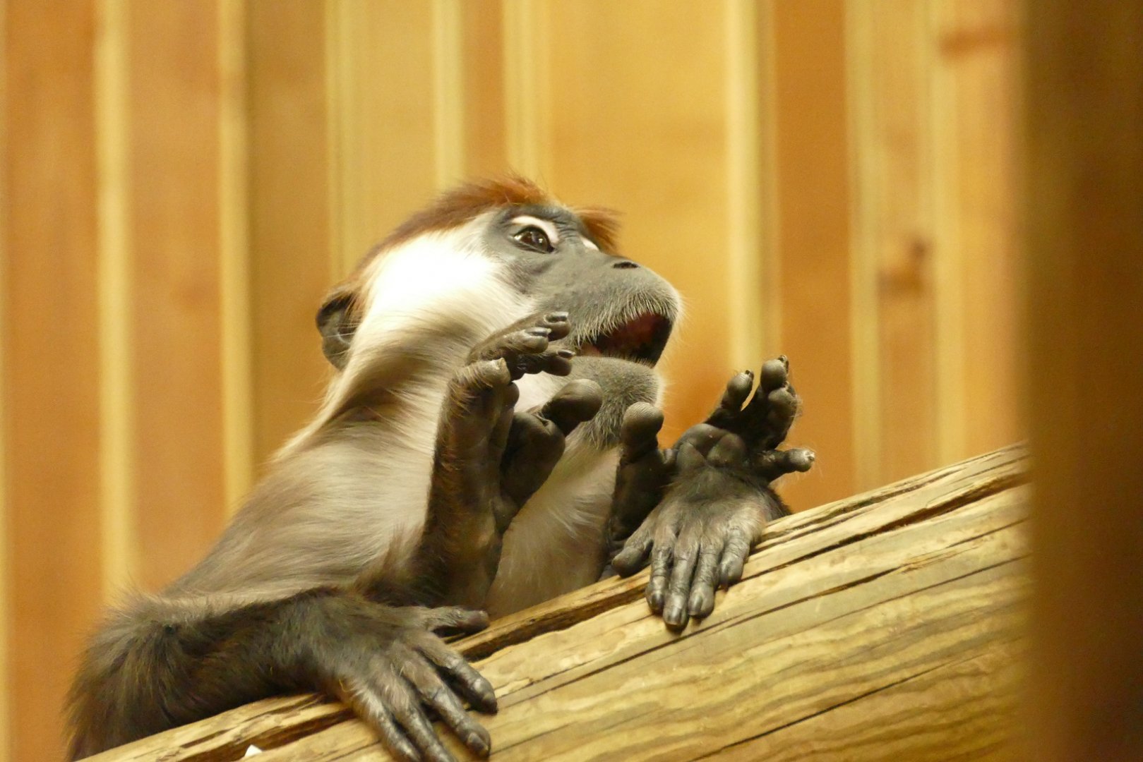 Cherry-crowned Mangabey, April 2022
