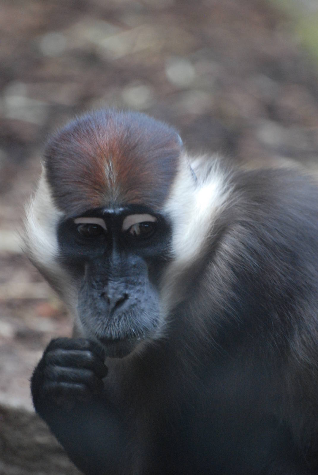 Cherry-crowned Mangabey at Barcelona, 30/05/11