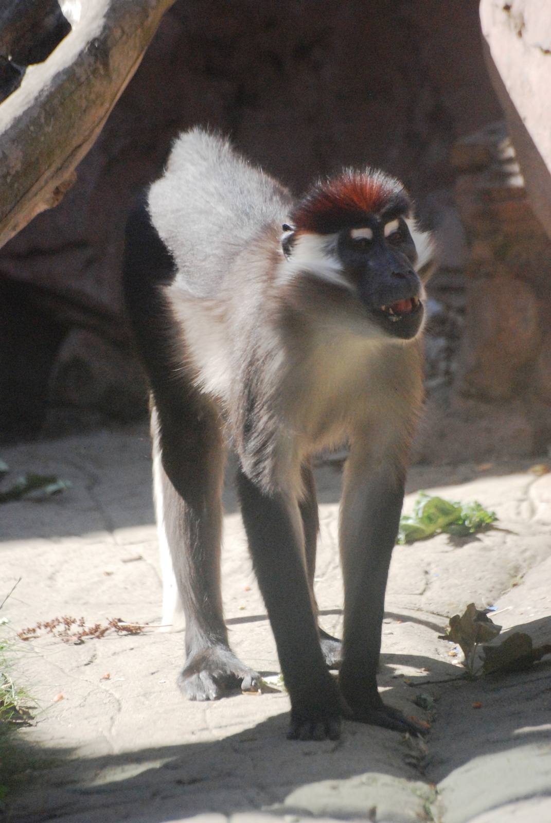 Cherry-crowned Mangabey at Colchester, 31/08/13