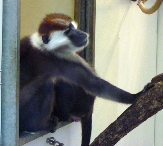 Cherry-crowned mangabey (Cercocebus torquatus)