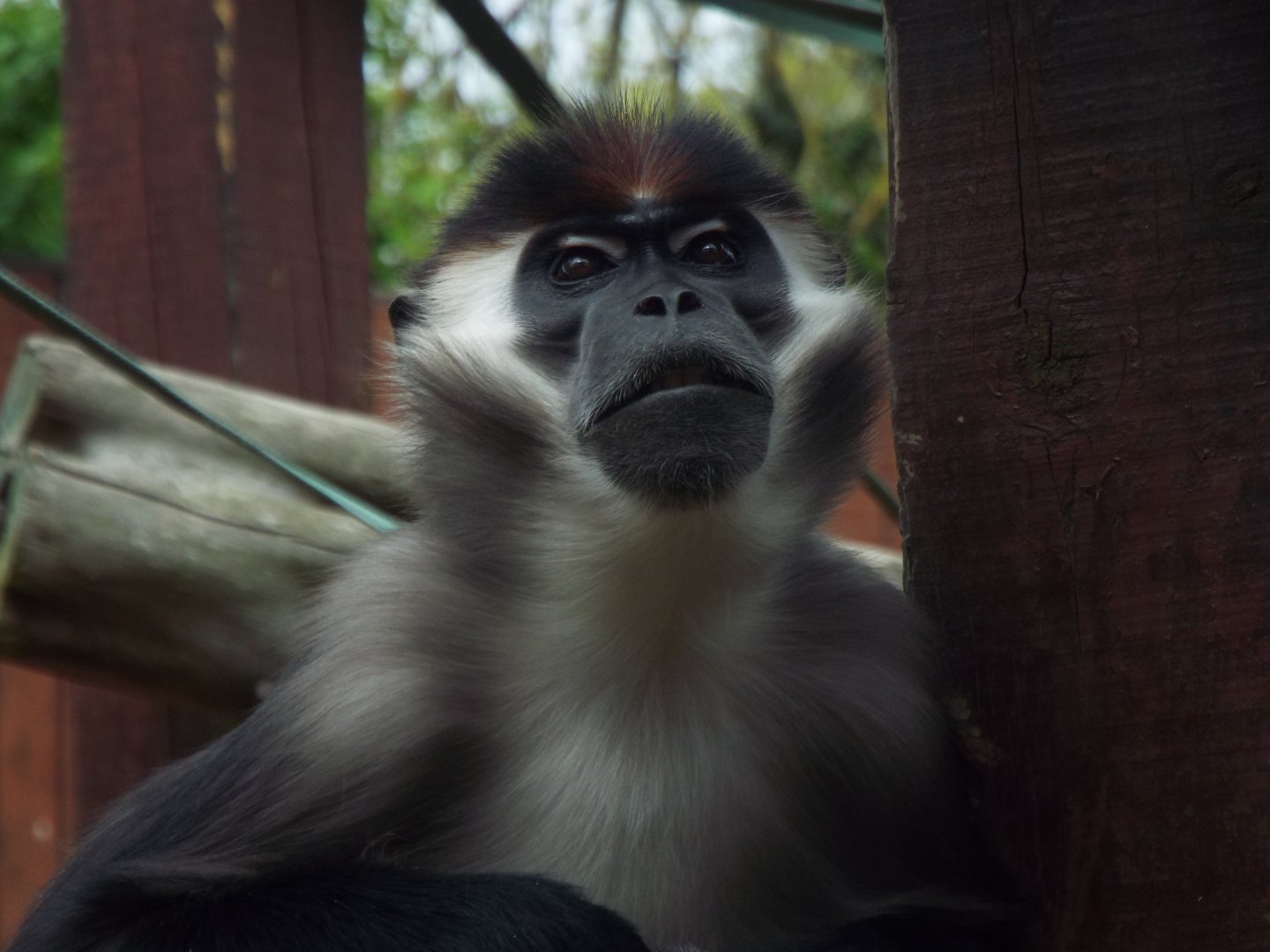 Cherry-crowned Mangabey, Colchester Zoo