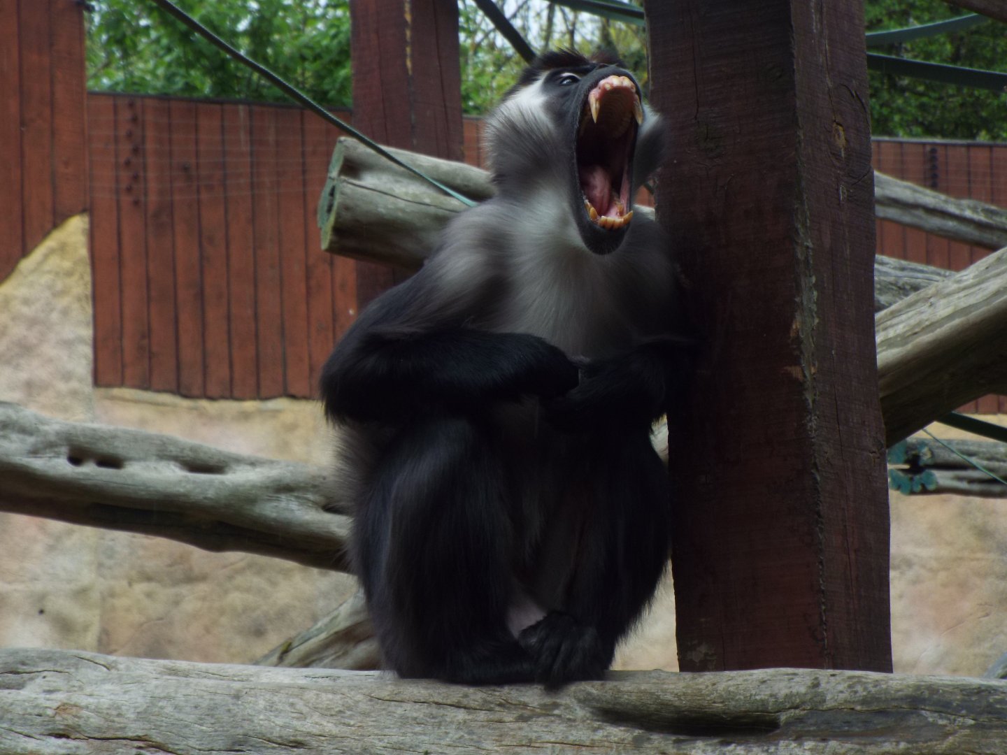 Cherry-crowned Mangabey, Colchester Zoo