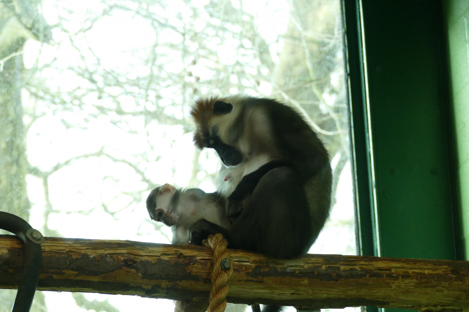Cherry-crowned mangabey, December 2017