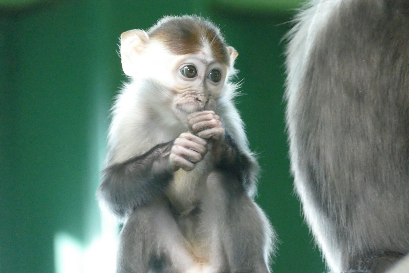 Cherry-crowned Mangabey, December 2019