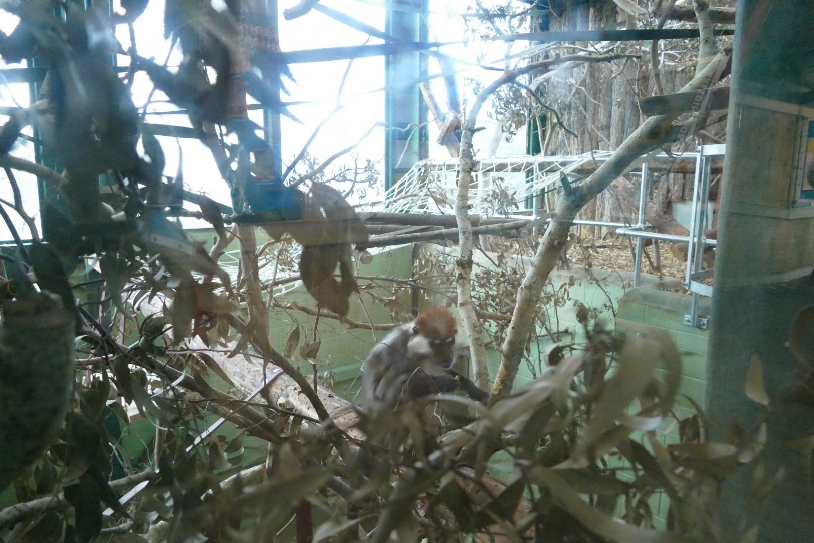 Cherry-crowned Mangabey, December 2020