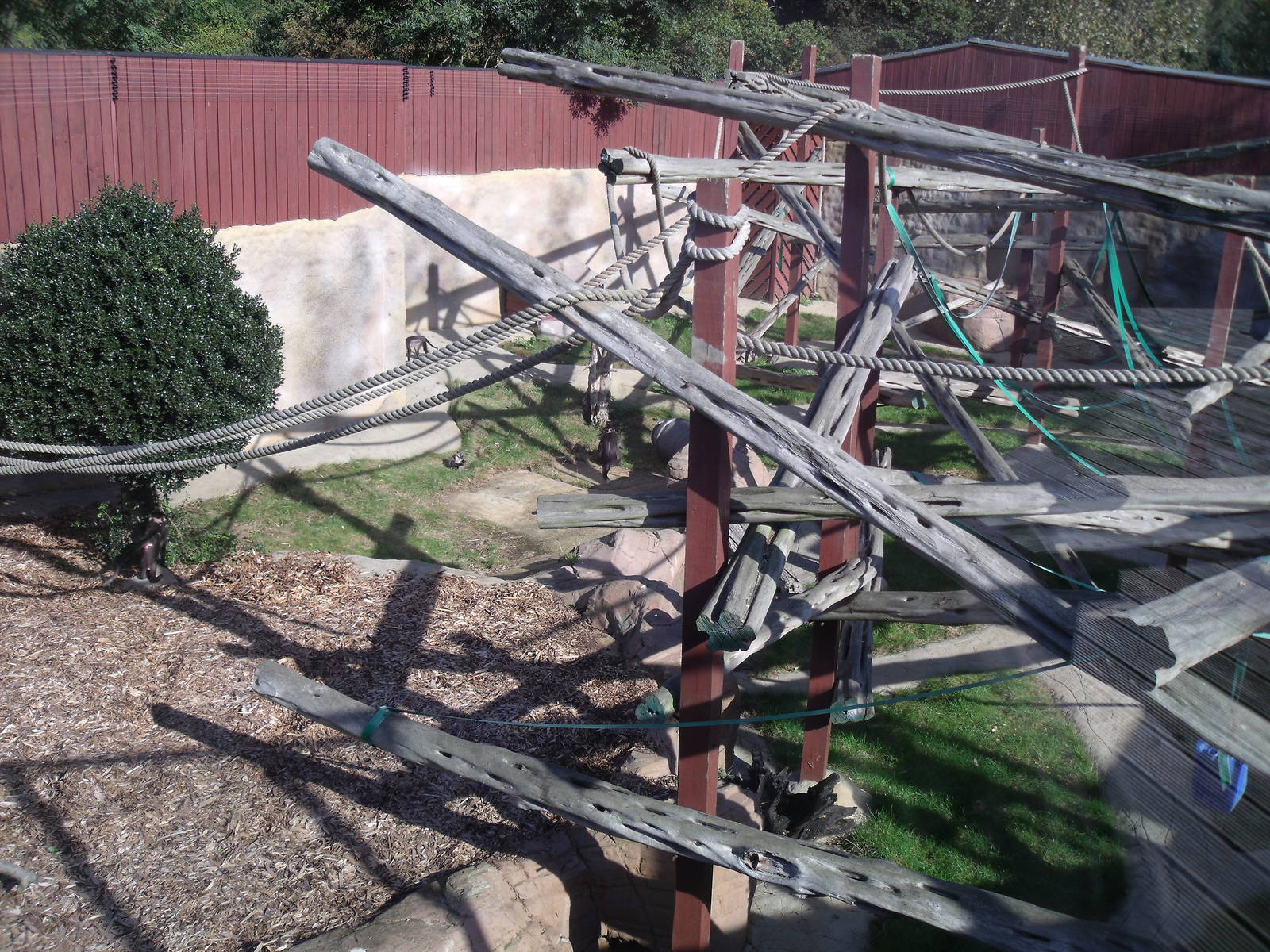 Cherry crowned mangabey enclosure 13 Oct 2009
