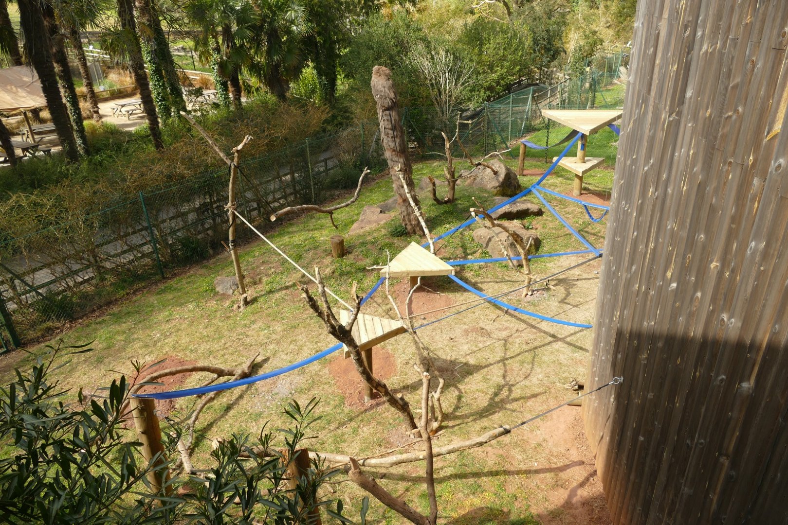 Cherry-crowned mangabey enclosure, April2021