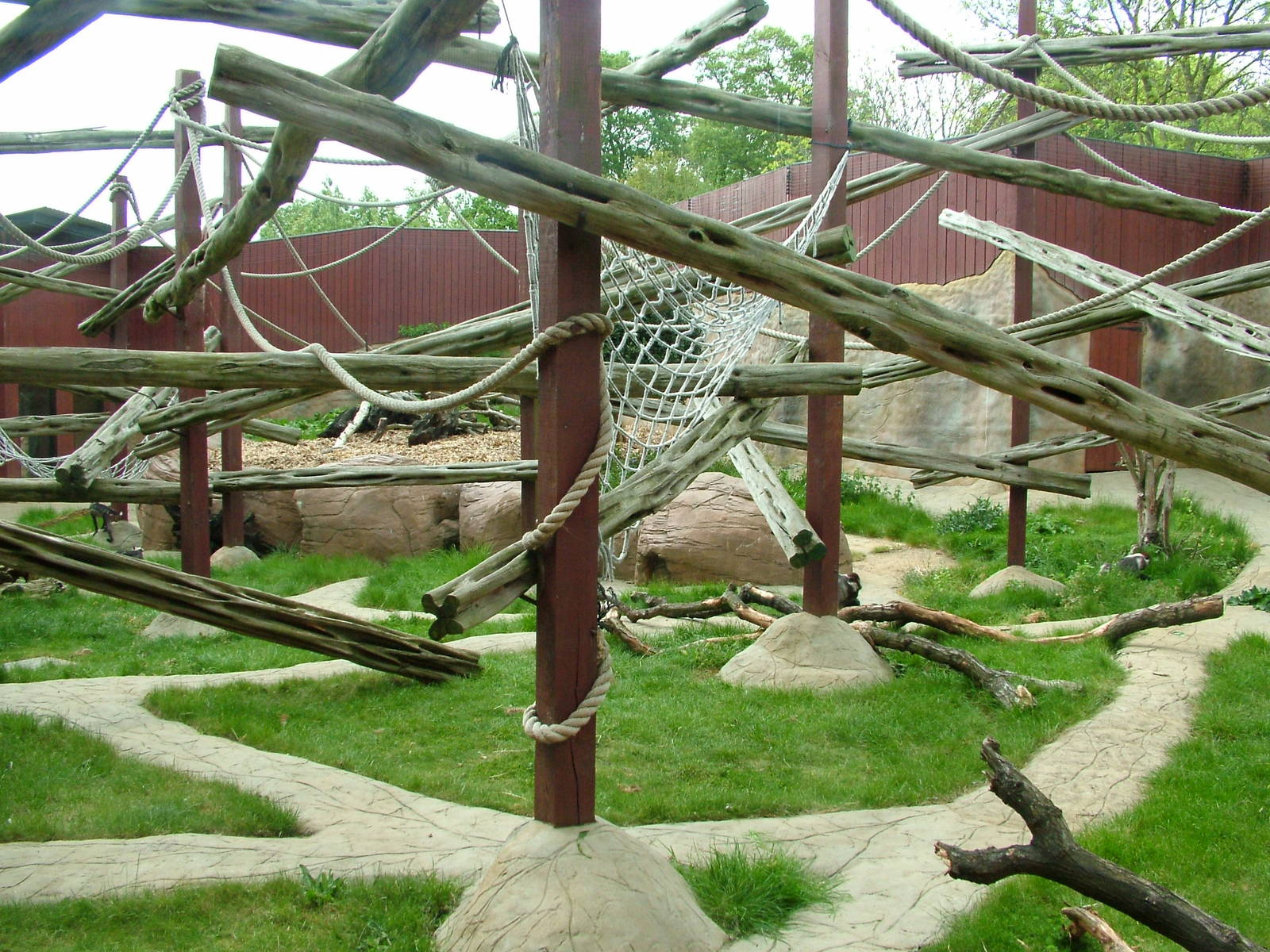 Cherry-crowned Mangabey exhibit at Colchester 09/05/09
