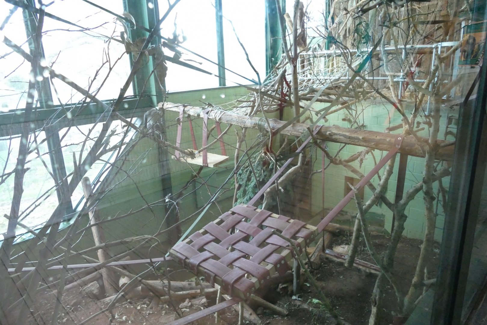 Cherry-crowned mangabey exhibit, December 2020