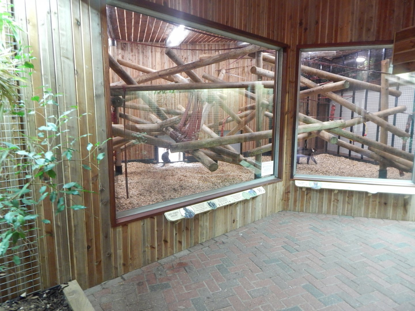 Cherry-crowned mangabey indoors 140921