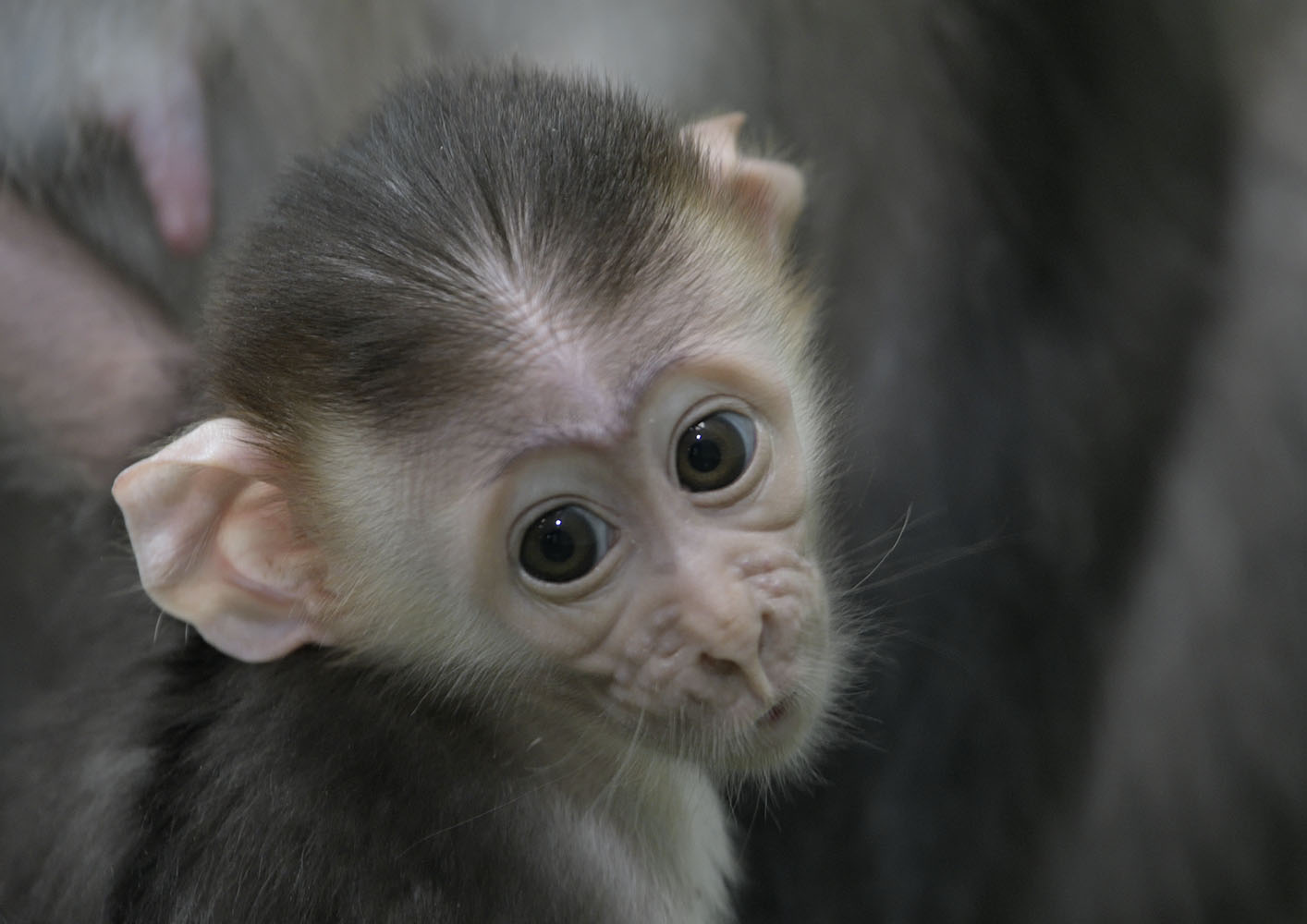 Cherry-crowned mangabey infant