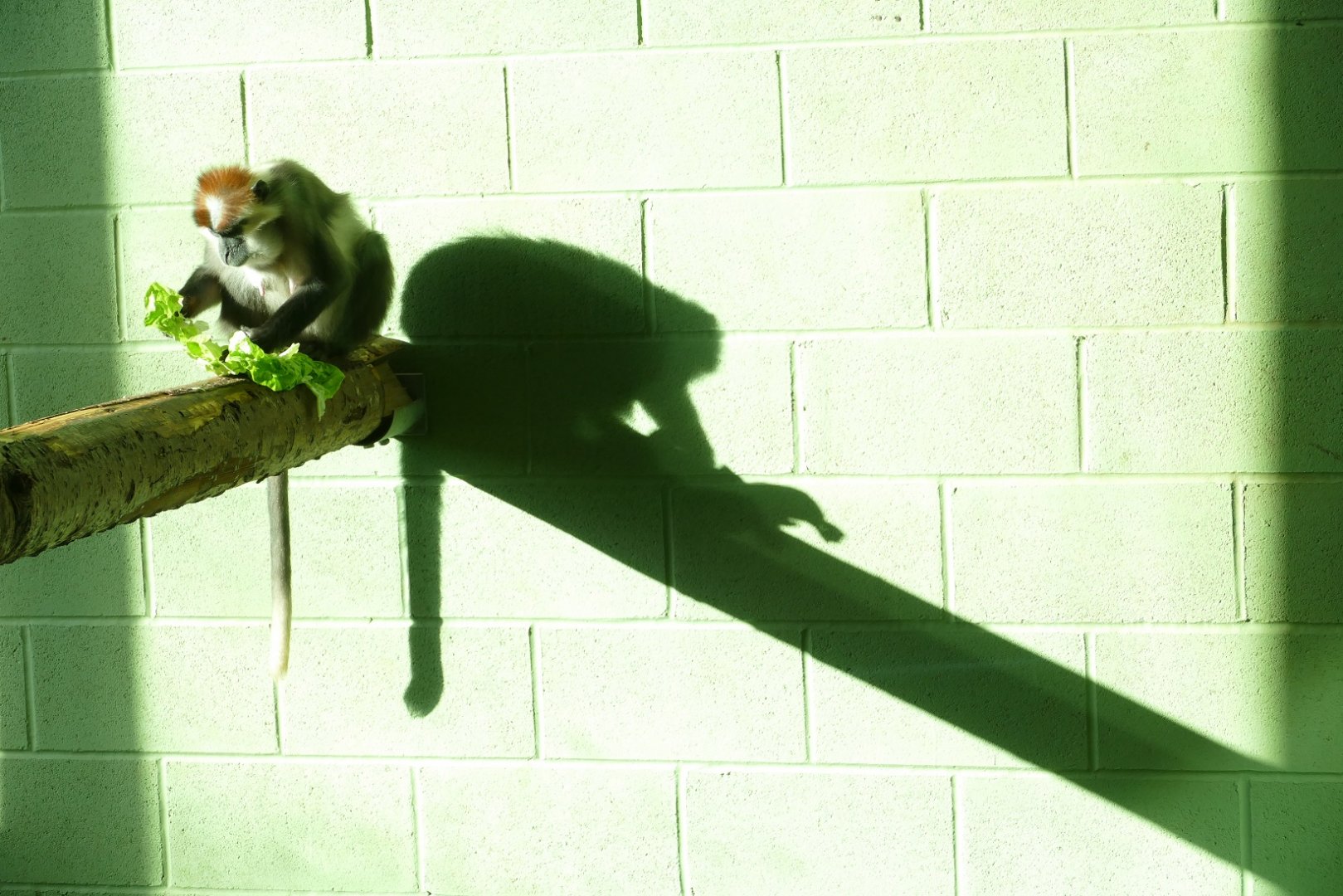 Cherry-crowned mangabey, January 2020